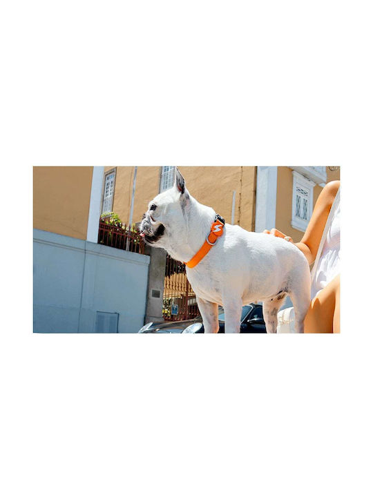 Dashi Κολάρο σε Πορτοκαλί χρώμα Small