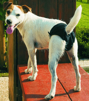 Natural Dog Panties 1pcs