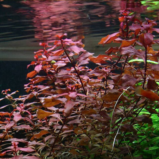 S.i Ludwigia Palustris Live Aquarium Plant