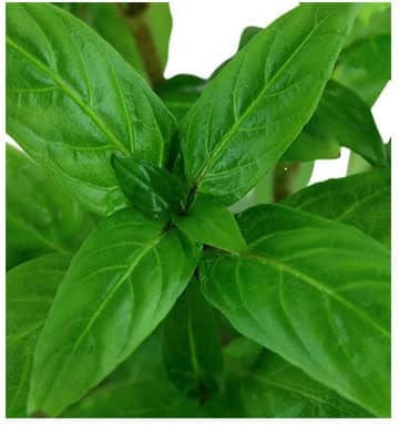 Tropica Plantă acvatică vie Staurogyne