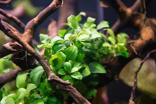 Anubias Barteri Lebende Aquariumspflanze Anubias Βarteri