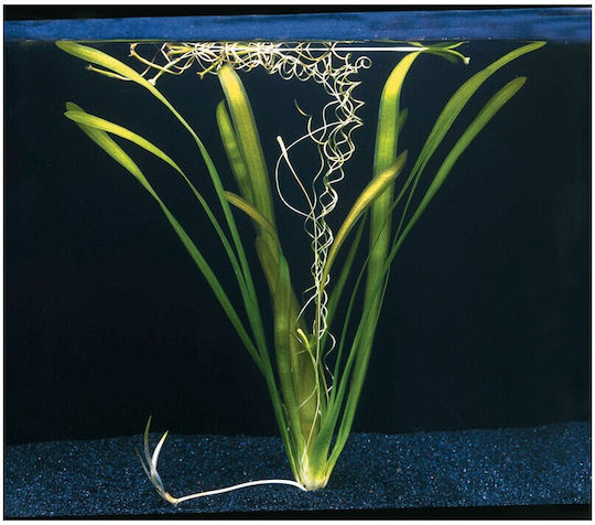 Stoffels Gigantea Ζωντανό Φυτό Ενυδρείου Vallisneria Αmericana Vallisneria