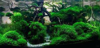 Ruinemans Aquarium Java Live Aquarium Plant