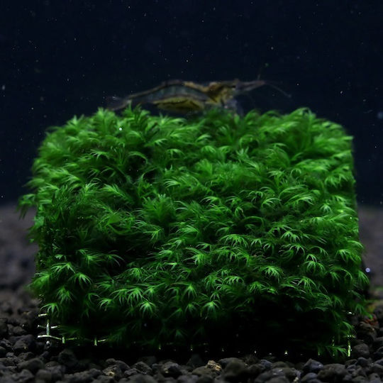 Tropica Lebende Aquariumspflanze