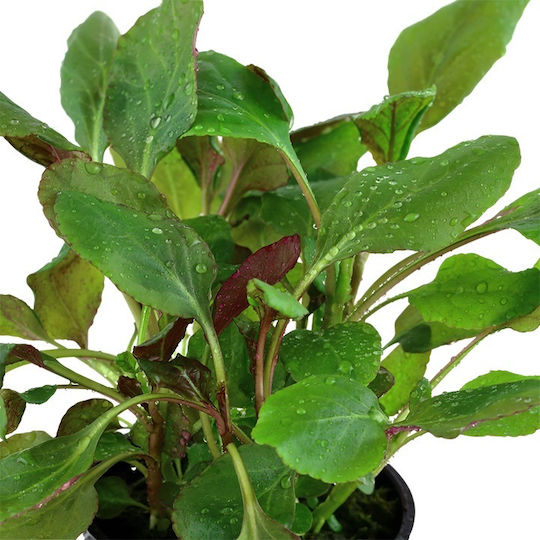 Tropica Plantă acvatică vie