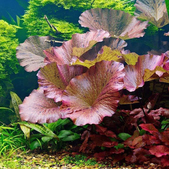 Tropica Nymphaea Lotus Live Aquarium Plant