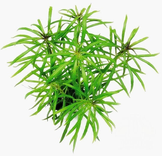 Stoffels Pogostemon Live Aquarium Plant