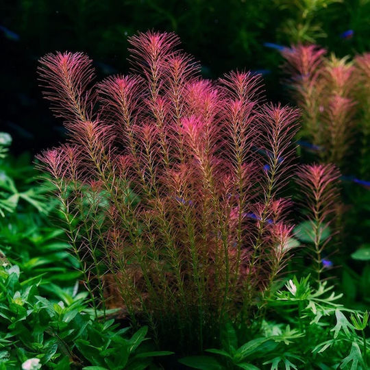 Stoffels Ζωντανό Φυτό Ενυδρείου Rotala