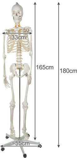 Human Skeleton Anatomy Medical Training Manikin Support Base 165x33cm