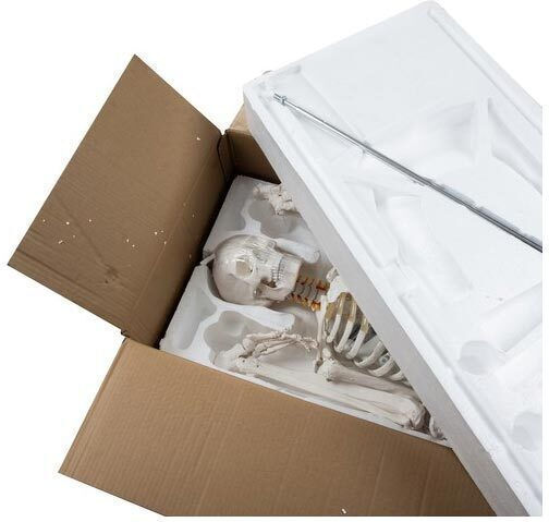 Human Skeleton Anatomy Medical Training Manikin Support Base 165x33cm