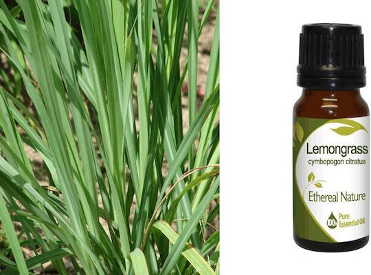 Nature & Body Essential Oil Lemongrass 10ml