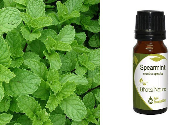 Nature & Body Spearmint Ätherisches Öl Δυόσμος 10ml