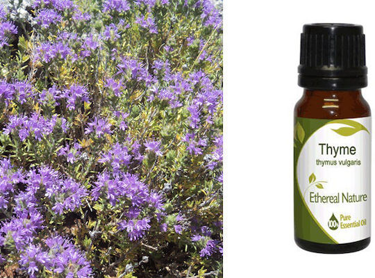 Nature & Body Thyme Essential Oil Thyme 10ml