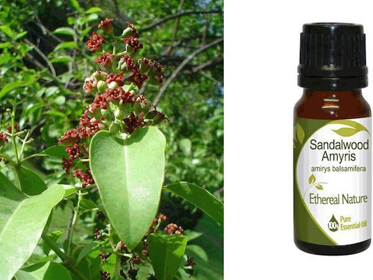 Nature & Body Αιθέριο Έλαιο Σανδαλόξυλο 10ml