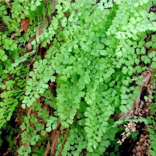 Adiantum Capillus-Veneris Geschnittene Pflanze 100 g