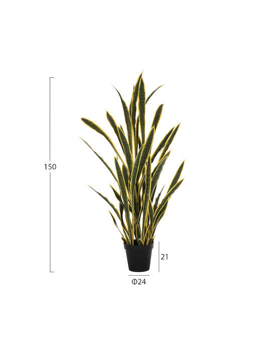 gold thuja Forever Goldy Arborvitae