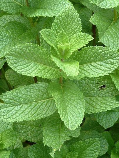 Gemma Σπόροι Δυόσμος 0.2gr