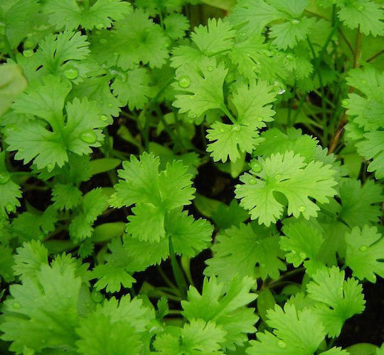 Gemma Semințe Coriandru 10gr