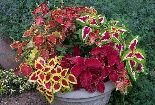 Gemma Samen Coleus Mehrfarbig 0.1gr