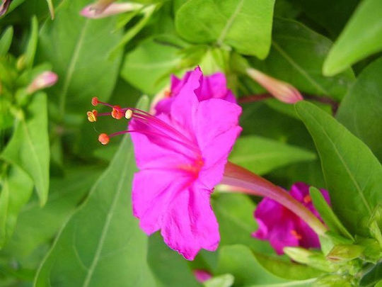 Gemma Seeds Evening Primrose Multicolour 2gr