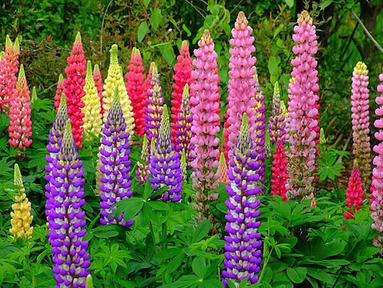 Gemma Samen Lupine Mehrfarbig 0.8gr