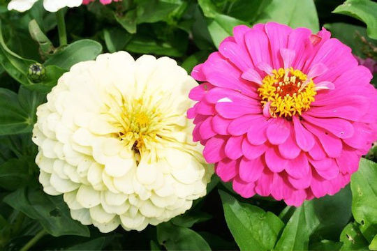 Gemma Semințe Zinnia Cactus 0.9gr
