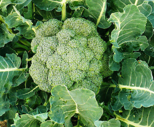 Gemma Semințe Broccoli Ramoso 1gr