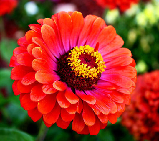 Gemma Semințe Zinnia Cactus 0.9gr