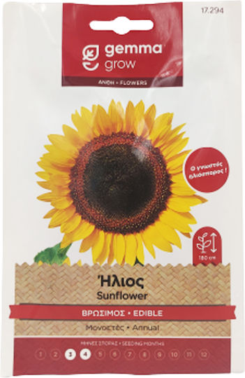 Gemma Samen Sonnenblume Riesig 5gr