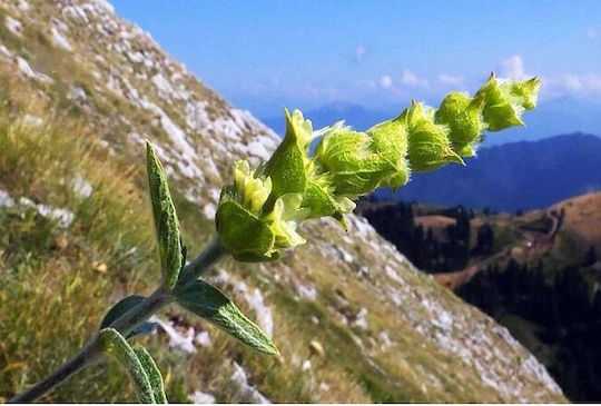 Τσαι Βουνου Σιδεριτης Βολου 50 Gr