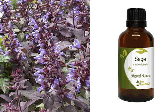 Nature & Body Ätherisches Öl Salbei 50ml