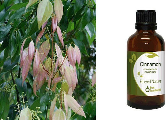 Nature & Body Cinnamon Leaf Essential Oil Cinnamon 50ml