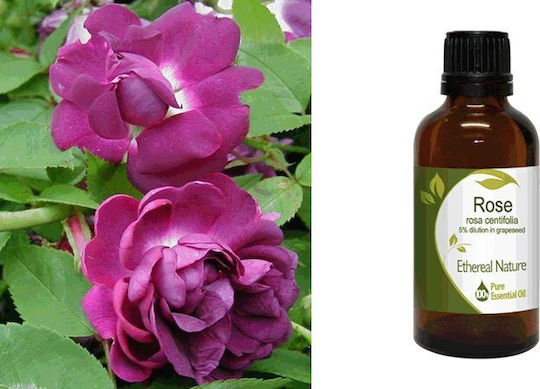 Nature & Body Rose Essential Oil 50ml