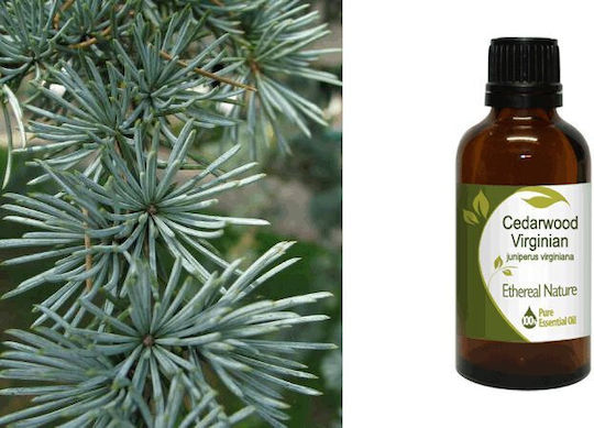 Nature & Body Cedarwood Virginian Ätherisches Öl Κέδρος 50ml