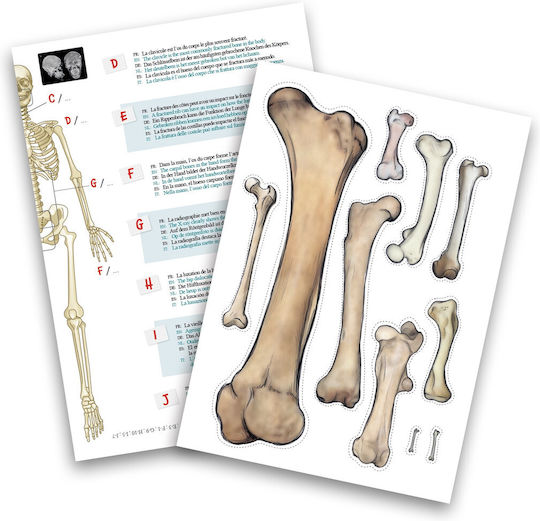 Buki Σκελετός STEM Educational Game Knowledge for 8+ years old Years Old