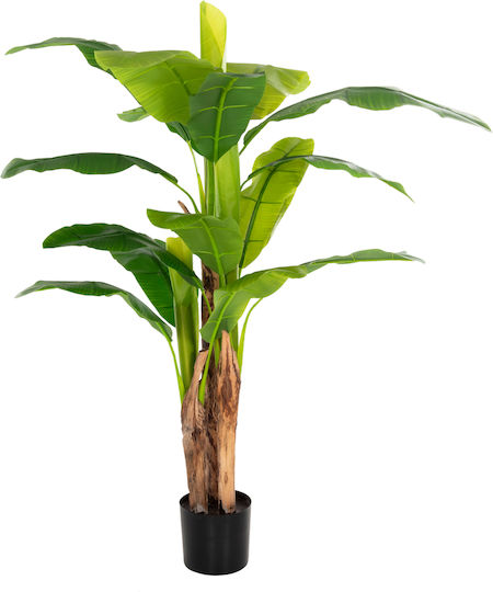 Μπανανιά σε Γλαστράκι 17cm HomeMarkt
