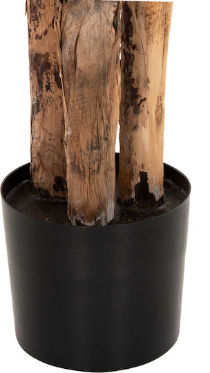 Μπανανιά σε Γλαστράκι 17cm HomeMarkt