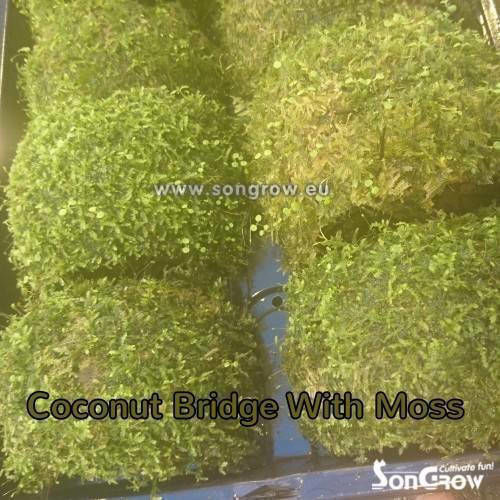 SonGrow Lebende Aquariumspflanze