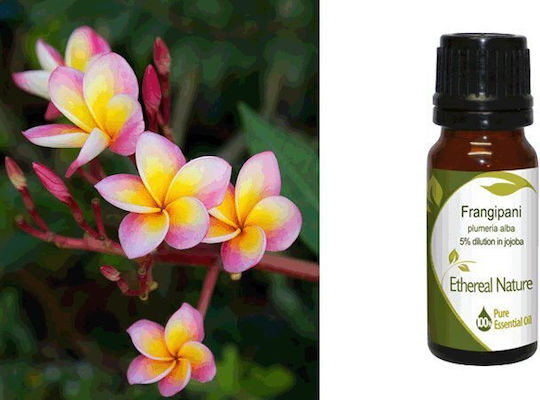 Nature & Body Essential Oil 10ml