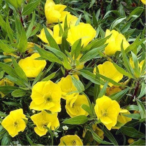 Argital Evening Primrose Αιθέριο Έλαιο 10ml
