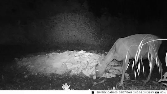 Suntek Hunting Camera with Motion Detection