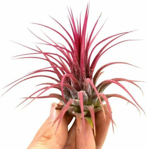 Αερόφυτο Tillandsia Ionantha Εσωτερικού Χώρου