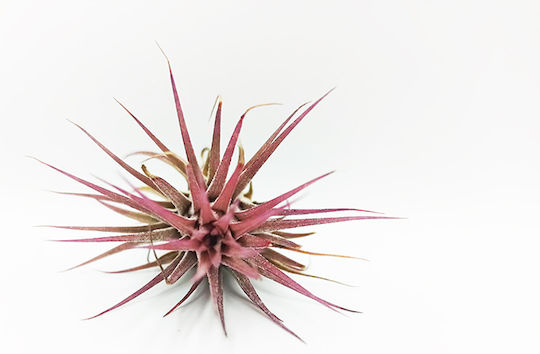 Luftpflanze Tillandsia ionantha Innenbereich