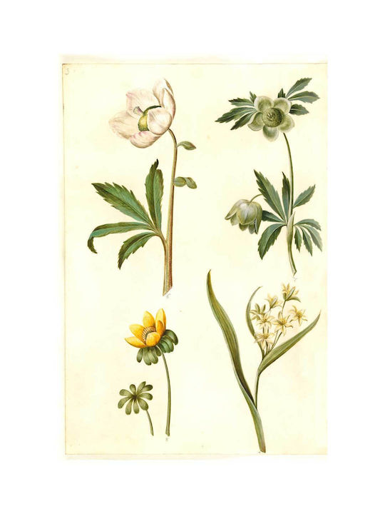 Helleborus Niger (common Christmas Rose);eranthis Hyemalis (garden-erantis);gagea Lutea (common Golden Star) By Maria Sibylla Merian Painting on Canvas 100x150cm