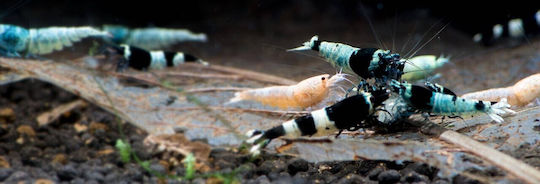 HS Aqua Aquarium Filterzubehör 1Stück 12mm WASSEREINLAUF GLASROHR 12
