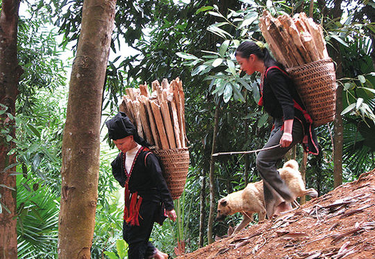 Cinnamon Stick 8cm Vietnam Cassia Quang Ngai 1000 Gr