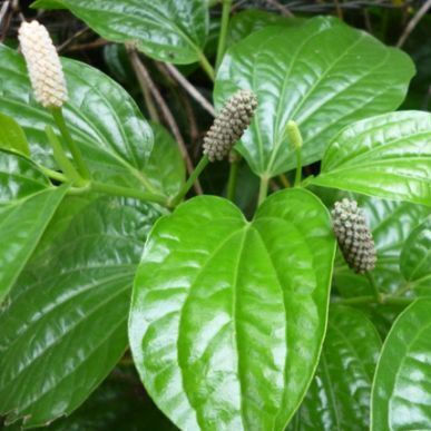 Panora Long Pepper 500gr