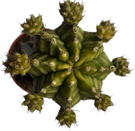 Poulimenos Gymnocalycium Grafted Înălțime 19buc Poulimenos Gymnocalycium Grafted Înălțime 19buc