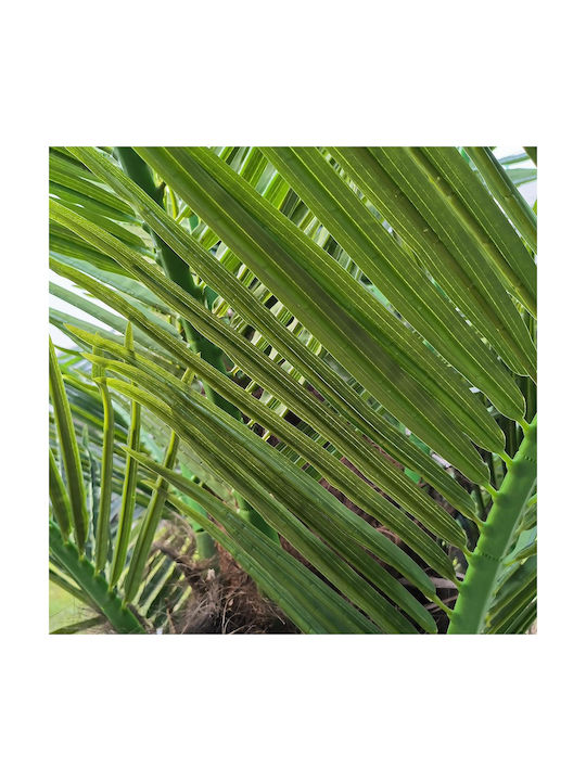 GloboStar Dekorative Künstliche Blumen & Pflanzen Palmen Baum Im Freien Höhe 500cm In Yala GloboStar