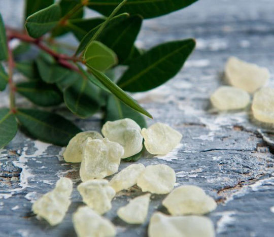 Panora Mastic in Powder 50gr